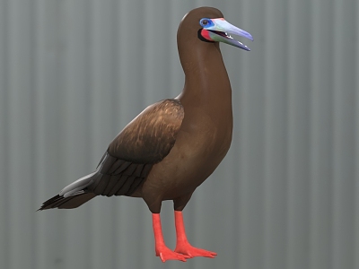 red-footed boobies birds animals model