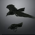 Realistic Black Ravens Flying and Perched with Detailed Feathers in Natural Scene