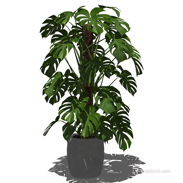 Large Leaf Monstera Potted Plant In Gray Pot For Indoor Decoration 3d model 