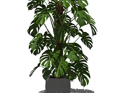 Large Leaf Monstera Potted Plant In Gray Pot For Indoor Decoration 3d model