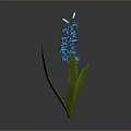 Vibrant Blue Hyacinth Plant With Green Leaves On Single Stem Against Gray Background