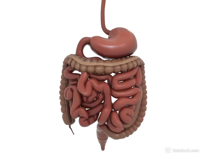 3D Anatomical Model of Human Abdominal Organs Showing Stomach Small and Large Intestine 3d model 