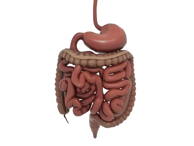 3D Anatomical Model of Human Abdominal Organs Showing Stomach Small and Large Intestine 3d model