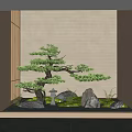 Japanese Style Indoor Landscape With Shaped Pine Tree Rocks Moss And Wooden Wall