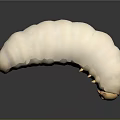 White Segmented Larva With Small Spines On Dark Reflective Surface
