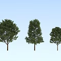 Three Arbor Trees in Different Shapes Against Light Blue Sky Background 3d model