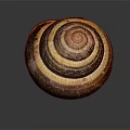 Snail With Spiral Striped Shell In Brown And Yellow On Gray Background With Reflection