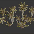 Various Green Plants With Different Sizes And Lush Leaves For Home Decor