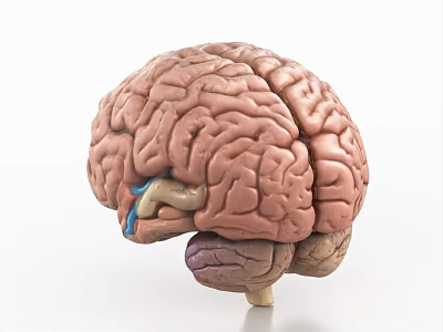 Detailed Anatomical Human Brain Model With Cerebral Gyri and Colored Brainstem 3d model