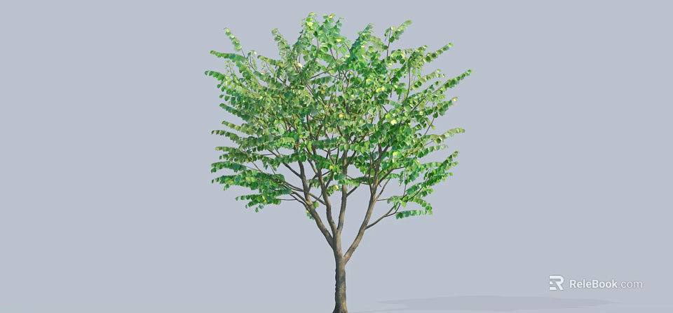 Vibrant Deciduous Tree With Lush Green Foliage Sturdy Trunk And Natural Growth 3d model 