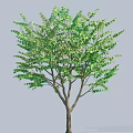 Vibrant Deciduous Tree With Lush Green Foliage Sturdy Trunk And Natural Growth