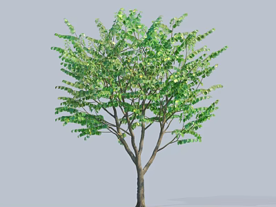 Vibrant Deciduous Tree With Lush Green Foliage Sturdy Trunk And Natural Growth 3d model