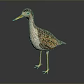 Realistic Standing Bird With Yellow Beak Yellow Legs And Brown White Feathers On Dark Background