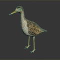 bird bird bird bird game animal cartoon animal animal realistic animal 3d model