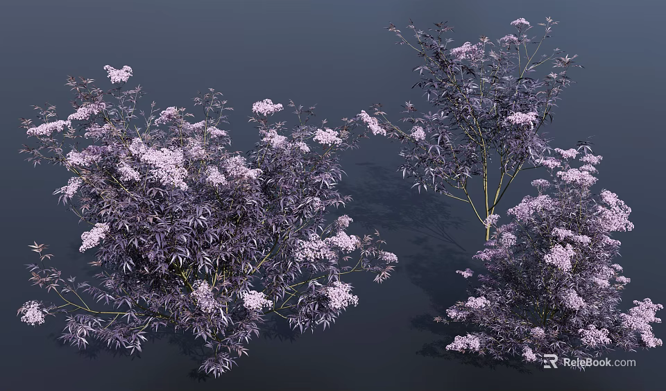 Lush Flowering Shrub With Purple Foliage And White Spring Blooming Blossoms 3d model 