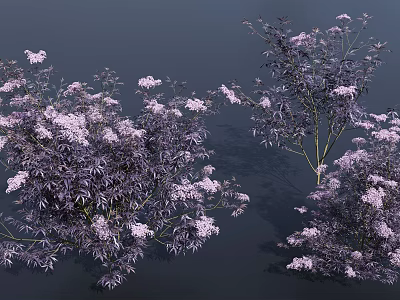 Lush Flowering Shrub With Purple Foliage And White Spring Blooming Blossoms 3d model