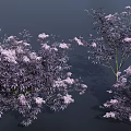 Lush Flowering Shrub With Purple Foliage And White Spring Blooming Blossoms