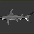 Hammerhead Shark 3D Model With Open Mouth Sharp Teeth And Reflective Surface