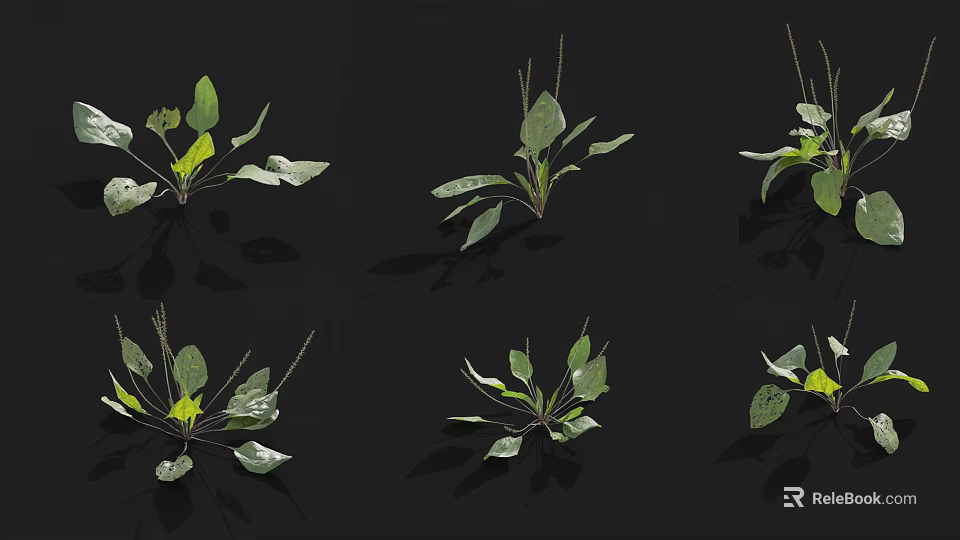 Six Leafy Green Plants With Green And Yellow Leaves And Reflections On Black Background 3d model 