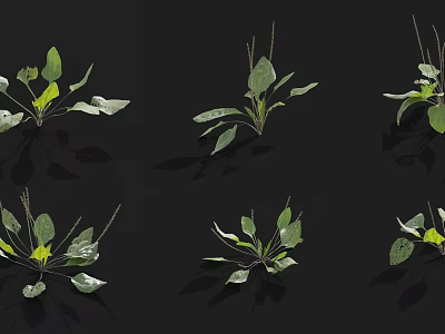 Six Leafy Green Plants With Green And Yellow Leaves And Reflections On Black Background 3d model