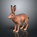 Realistic Brown Hare With Long Ears Standing On Dark Reflective Surface