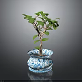 Healthy Small Tree with Green Leaves in Blue and White Patterned Pot on Dark Background