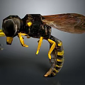 Detailed 3D Wasp Model With Black And Yellow Stripes And Transparent Wings