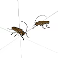 Two Brown Beetles With Long Antennae On White Background 3d model