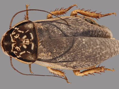 Detailed Close Up View of Brown Winged Flying Insect With Textured Body and Antennae 3d model