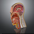 Detailed Human Head Anatomy Model Showing Brain Nasal And Throat Structures