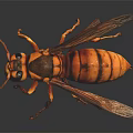 Yellow And Brown Striped Hornet With Wings Flying On Dark Background
