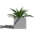 Stylish Bonsai Potted Plant With Square Gray Pot And Green Leaves