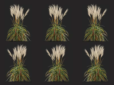 Ornamental Grasses with Feathery Plumes and Green Yellow Variegated Leaves on Black Background 3d model