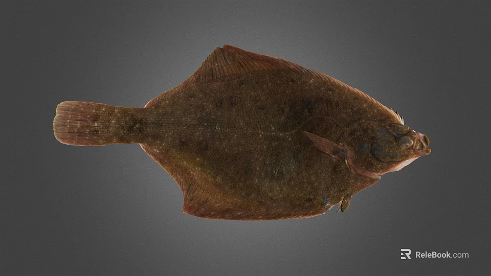 Brown Flat Flounder Fish With Fresh Whole Body On Gray Background 3d model 