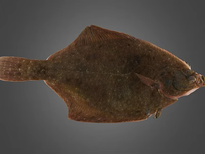 Brown Flat Flounder Fish With Fresh Whole Body On Gray Background 3d model