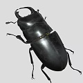 Black Stag Beetle With Large Mandibles And Detailed Legs On Gray Background