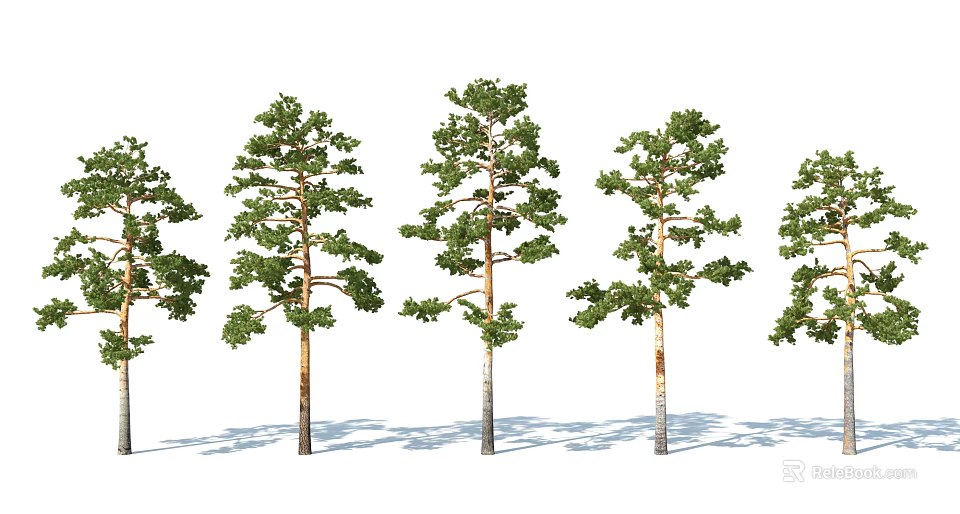 Tall Arbor Trees With Green Leaves And Straight Trunks In A Row With Shadows 3d model 