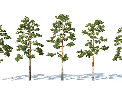Tall Arbor Trees With Green Leaves And Straight Trunks In A Row With Shadows 3d model