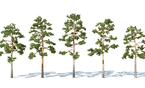 The Modern Tree 3d model