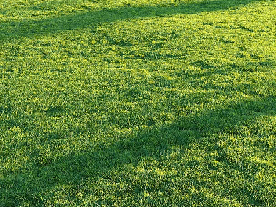 Lush Green Grass Under Sunlight Vibrant Fresh and Well Maintained Lawn Area 3d model