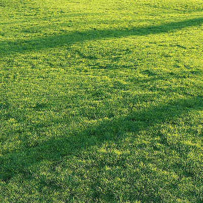 Lush Green Grass Under Sunlight Vibrant Fresh and Well Maintained Lawn Area 3d model