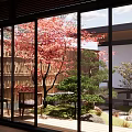 Karesansui Japanese Garden With Red Maple Tree Pine Stones Moss Glass Windows And Wooden Screen