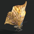 Brown And Yellow Butterfly With Leaf Like Wing Texture And Spread Wings On Black Background