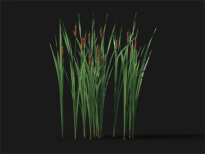 Tall Green Cattail Plants With Long Leaves And Brown Spikelets On Black Background 3d model