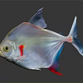 Transparent Fish with Blue Fins Red Accents and Shiny Body on Gray Background