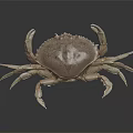 Brown Crab with Detailed Shell and Long Legs Displayed on Dark Background with Reflection 3d model