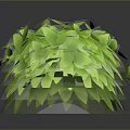Decorative Green Plant with Lush Layered Leaves in Spherical Shape and Shiny Foliage
