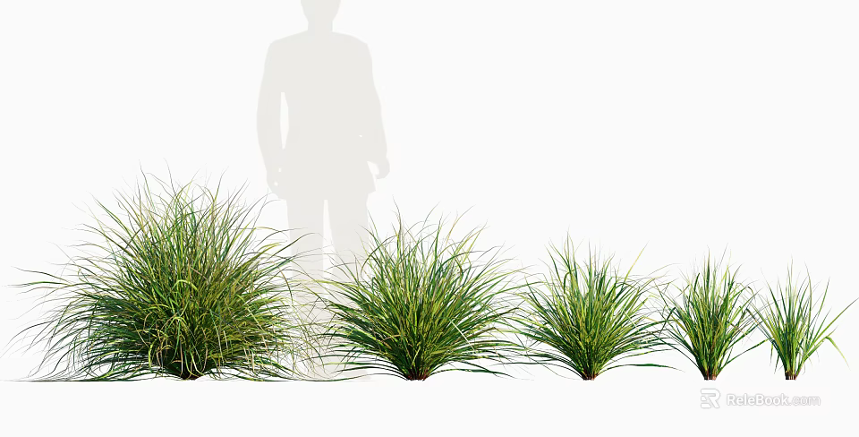 Green Ornamental Grasses Arranged in a Row with Different Varieties and Lush Foliage 3d model 