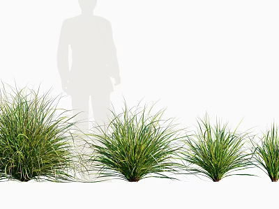 Green Ornamental Grasses Arranged in a Row with Different Varieties and Lush Foliage 3d model