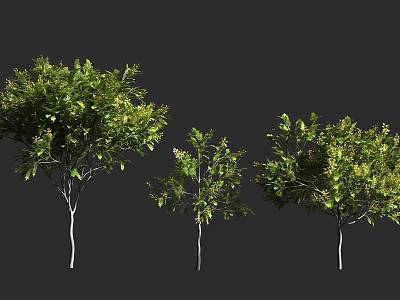 Three Arbor Trees With Green Leaves And Lush Foliage In Different Sizes 3d model
